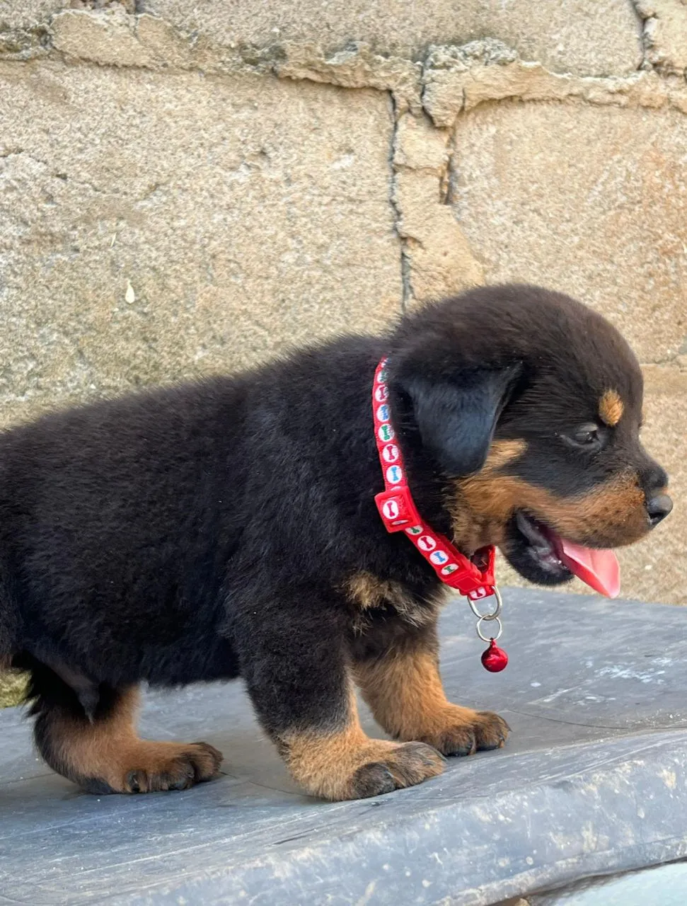QUALITY MALE ROTT PUPPY